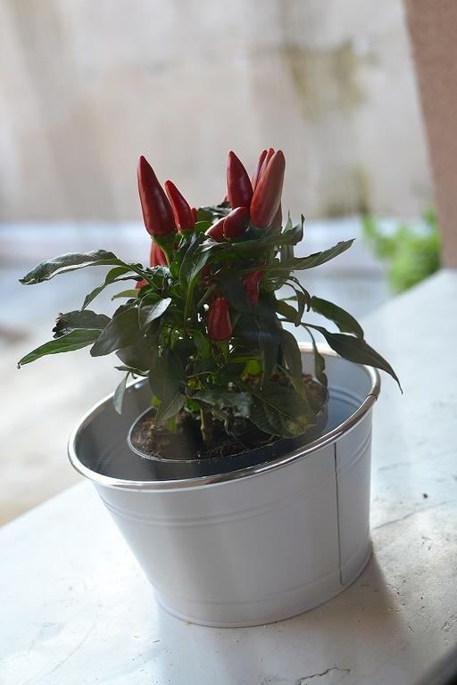 La Salvia E Il Lampone Bed & Breakfast Pove del Grappa ภายนอก รูปภาพ